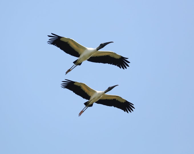 Wood Storks photo print, pair of wood storks in flight, bird wall art, Florida decor, Everglades wall art, bird photography, 5x7 to 32x48"