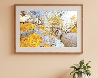 Birch Tree in color photo print, yellow white blue wall art, trees photography, large picture decor, paper canvas, sizes from 5x7 to 40x60"