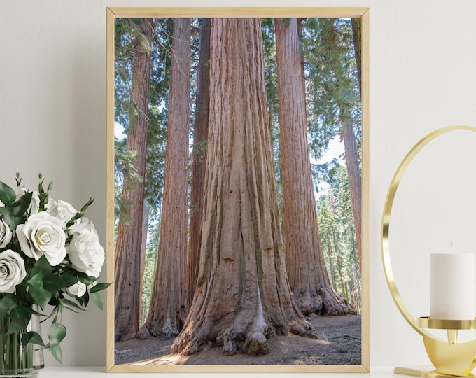 Sequoia trees print, Sequoia National Park photo, Giant Grove, large California wall art, framed picture, canvas wrap, 5x7 to 40x60"