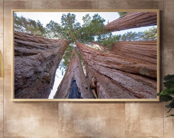 Sequoia National Park print, tree canopy picture, Giant Grove sequoia pictures, California wall art, framed photo, canvas, 5x7 to 40x60"
