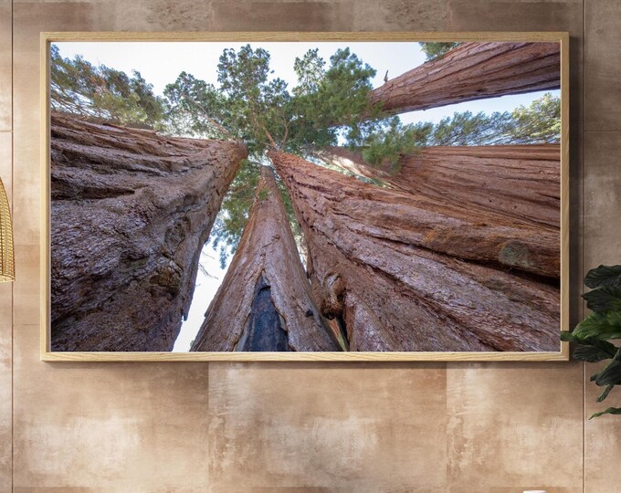 Sequoia National Park print, tree canopy picture, Giant Grove sequoia pictures, California wall art, framed photo, canvas, 5x7 to 40x60"