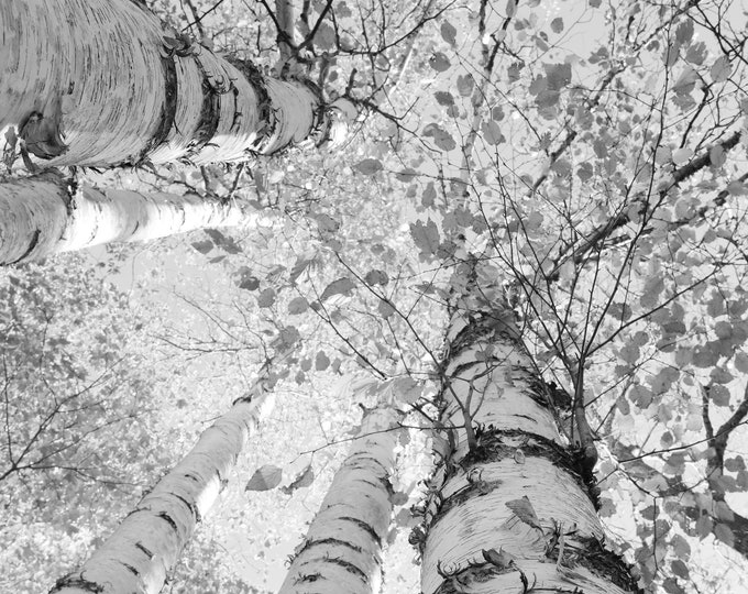 VERTICAL Birch Tree Canopy print, Door County photo, black and white picture, birch tree wall art, large canvas decor, 5x7 8x10 11x14 40x60"