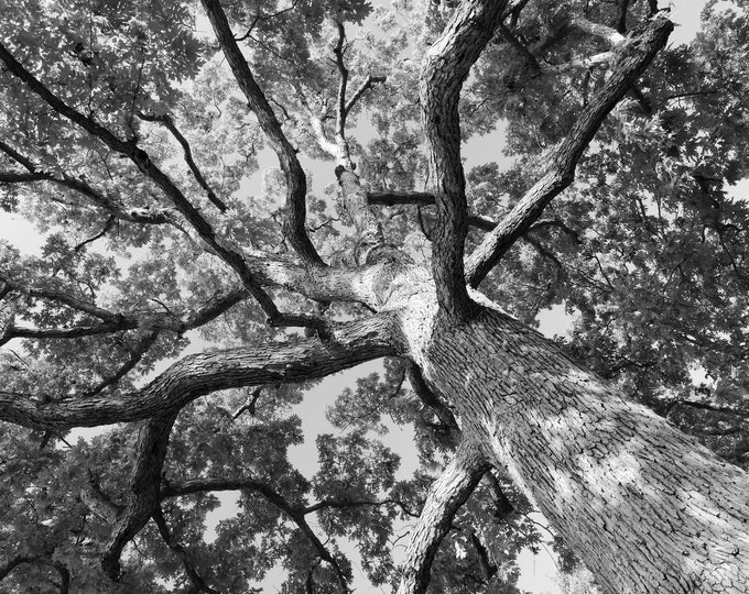 Oak Tree wall art, black and white tree photography, oak tree print, large picture, canvas decor, 5x7 8x10 11x14 12x12 16x20 24x36 40x60