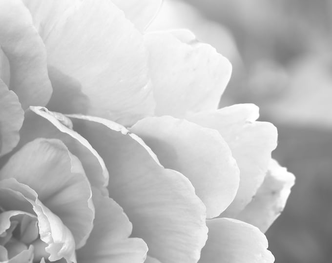 Peony print, black and white peony art, flower photography, floral decor, large above couch wall art, framed picture, canvas, 5x7 to 32x48