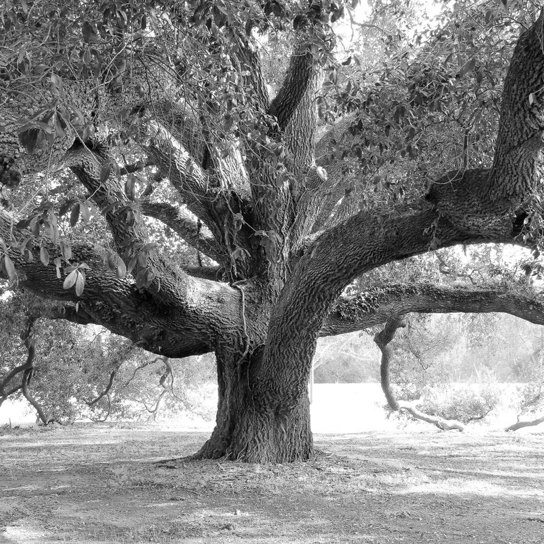 Oak Tree photo, Live Oak print, black and white art, tree wall art, Georgia photography decor, large picture or canvas 5x7 8x10 24x36 32x48 image 4