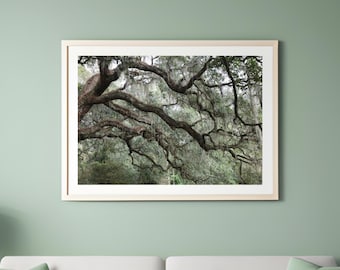 Live Oak trees photo print, tree photography, picture of southern oak with Spanish moss, tree wall decor, paper or canvas, 5x7 to 40x60"