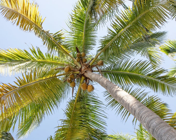 Palm Tree wall art, palm tree print with coconuts, tropical wall art, tropical decor, Florida canvas wall art, tree canopy, 5x7 to 32x48"