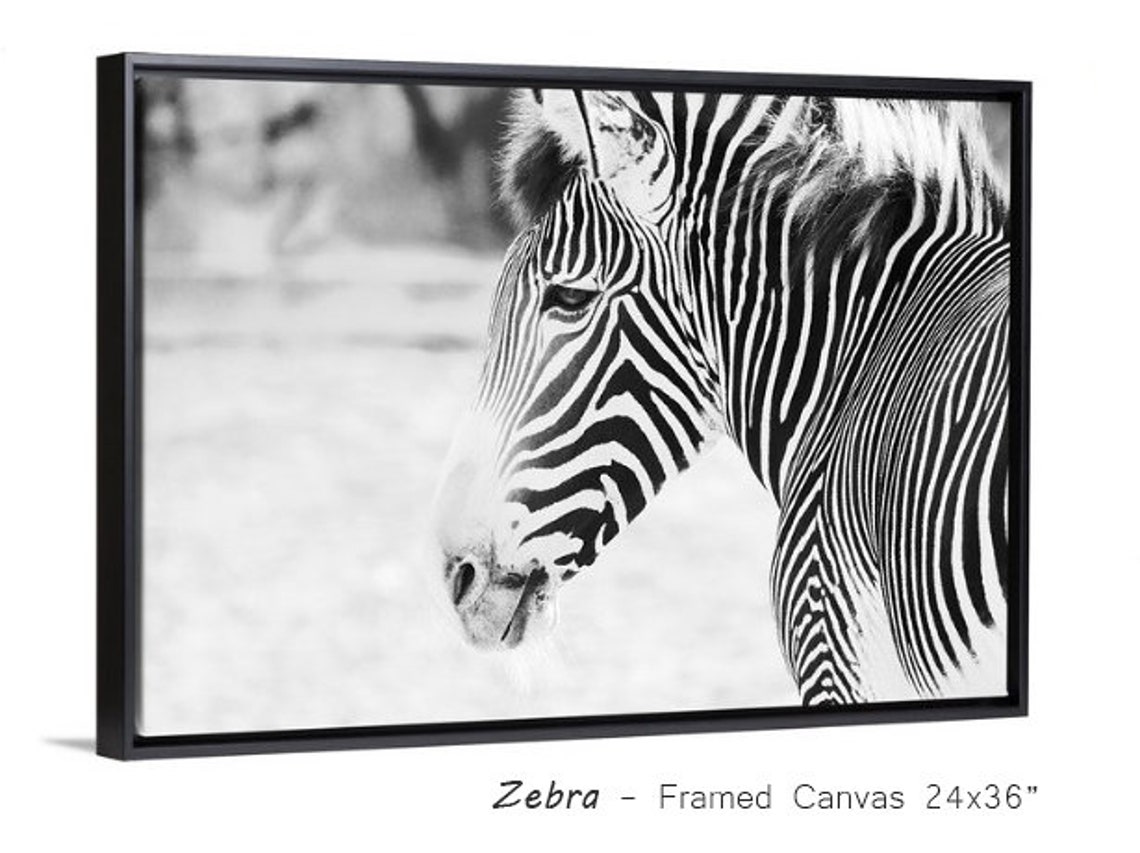 Zebra Photo Print Black and White Picture Zoo Animal Wall Etsy