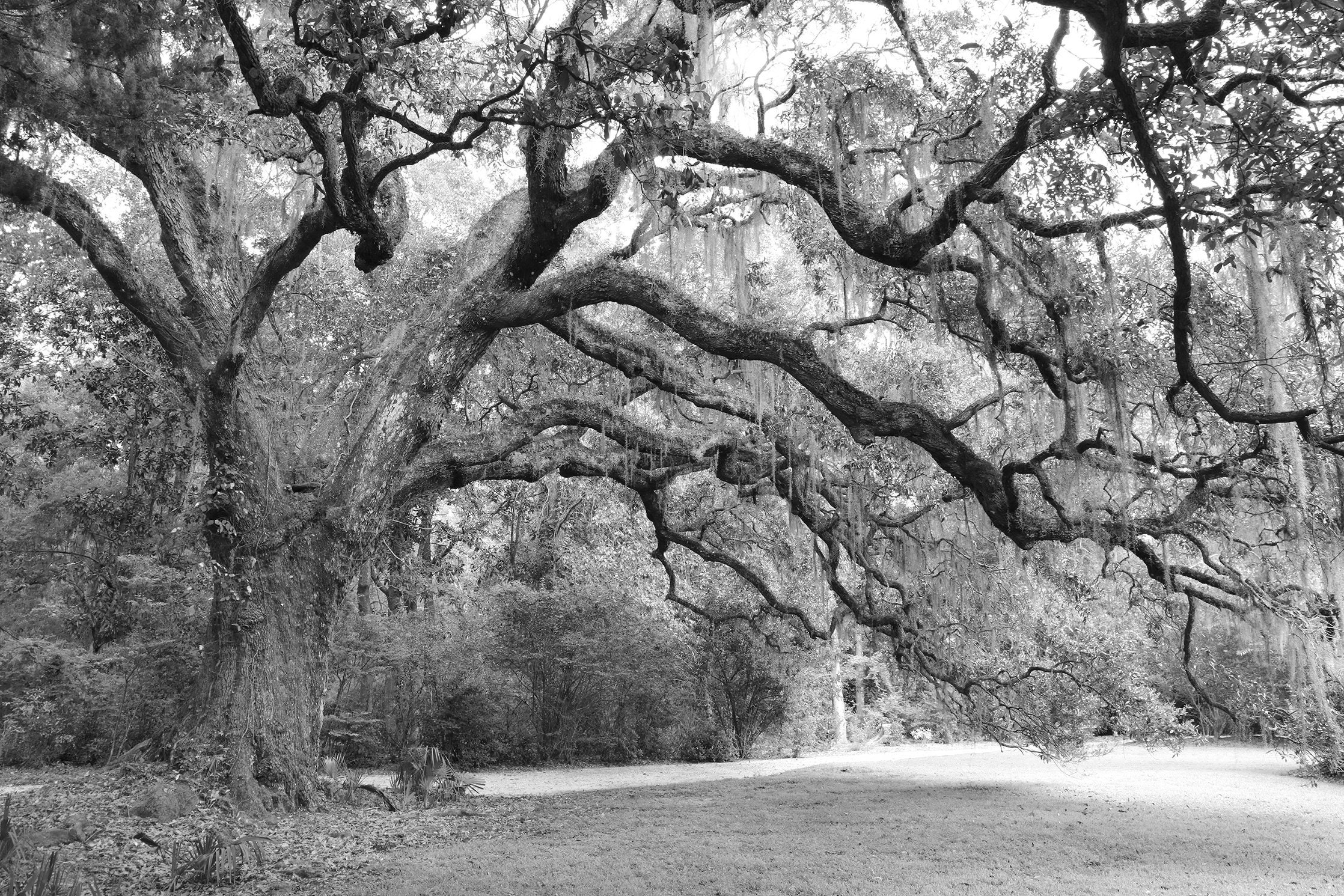 Live Oak Tree photo print, black and white tree art photography, large