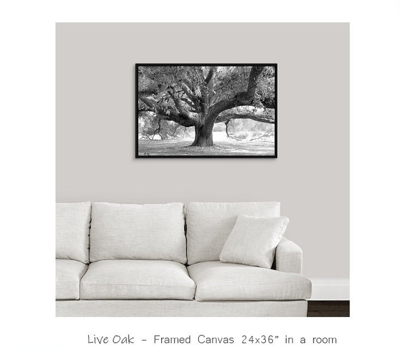 Oak Tree photo, Live Oak print, black and white art, tree wall art, Georgia photography decor, large picture or canvas 5x7 8x10 24x36 32x48 image 2