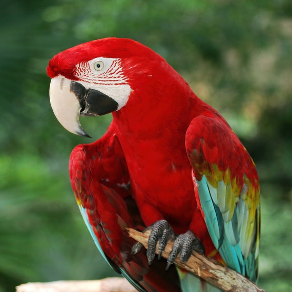 Scarlet Macaw Photos, Download The BEST Free Scarlet Macaw Stock