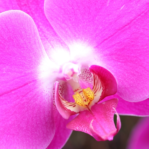 Phalaenopsis Orchid Wall Art, Pink Orchid Photo, Pink/ Fuchsia
