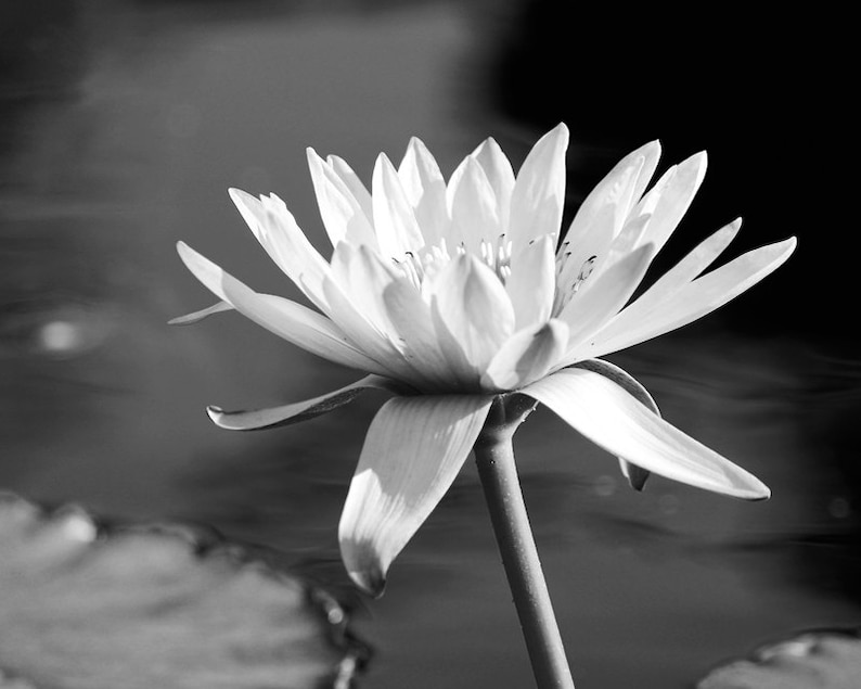 Water Lily photo print, flower art, black and white photography, large paper or canvas picture, floral wall decor 5x7 8x10 11x14 16x20 24x36 image 1