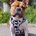 see more listings in the Dog Harnesses section