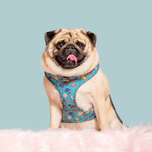 May include: A pug dog wearing a blue and white dog harness with a space-themed pattern. The harness has a black circle with the text "Woof + Wonder" on it. The dog is sitting on a pink fluffy surface.