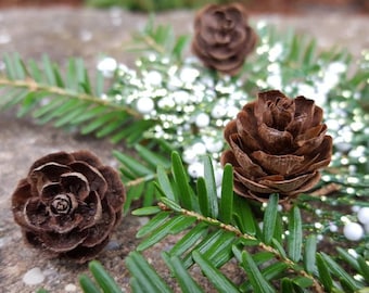100 Miniature Hemlock Pine Cones: Winter Wedding Woodland Decorations, Nature Crafts