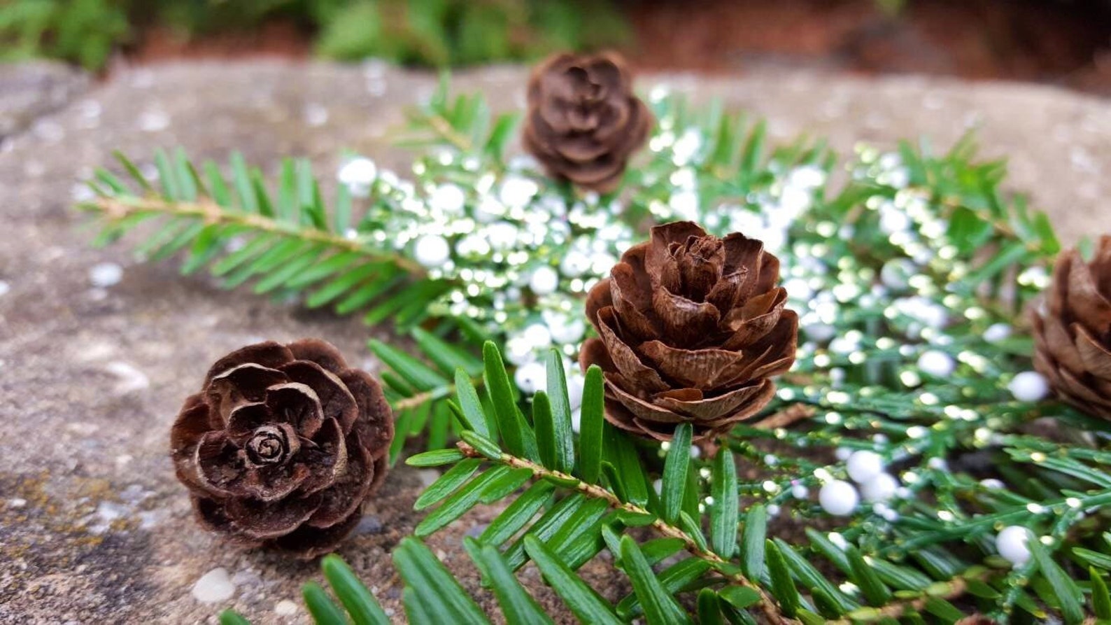50 Miniature Hemlock Pine Cones Woodland Decorations Shabby | Etsy