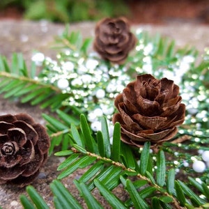 50 Miniature Hemlock Pine Cones: Woodland Winter Decorations, Nature Crafts