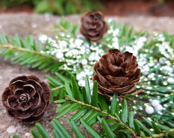 50 Miniature Hemlock Pine Cones: Woodland Winter Decorations, Nature Crafts