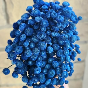 May include: A dense bouquet of dried craspedia flowers dyed a vibrant deep blue. The spherical flower heads are clustered together on thin, wiry stems, creating a textured, rounded arrangement with a uniform, saturated blue color throughout.