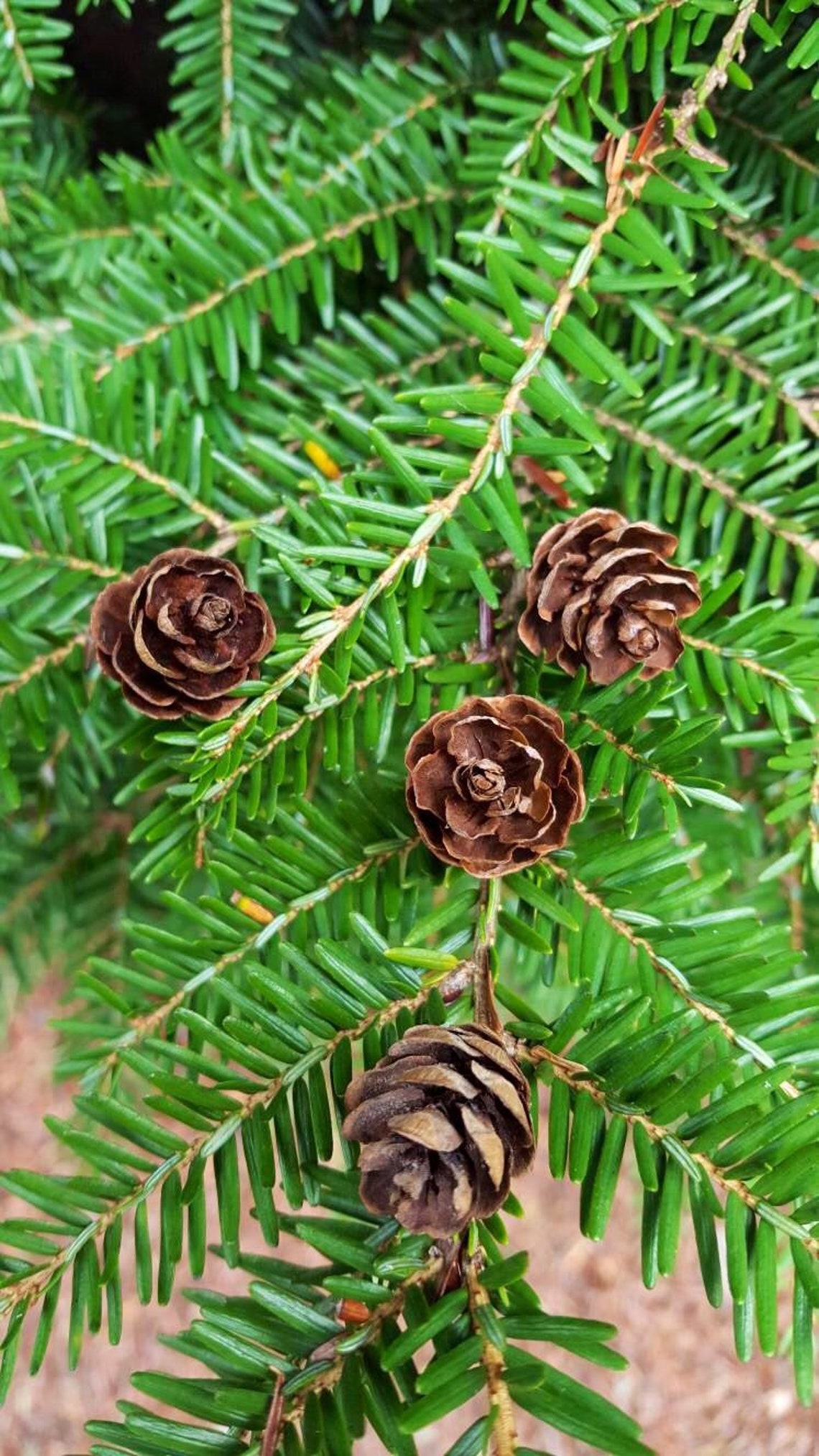 50 Miniature Hemlock Pine Cones Woodland Decorations Shabby | Etsy