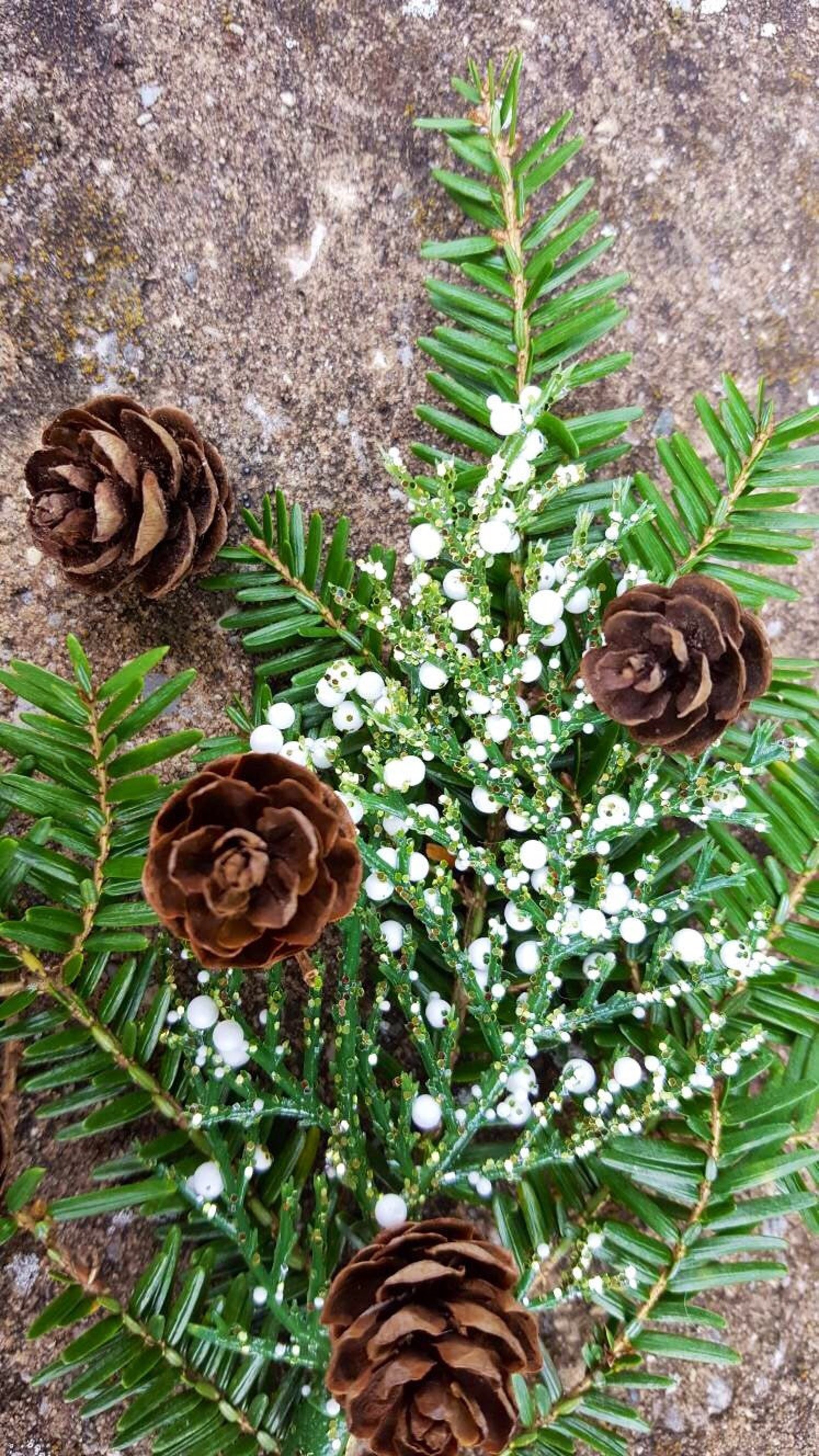 50 Miniature Hemlock Pine Cones Woodland Decorations Shabby | Etsy