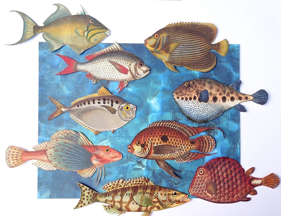 DIY bunte Fische Bastelbogen zum ausdrucken und ausschneiden | Etsy