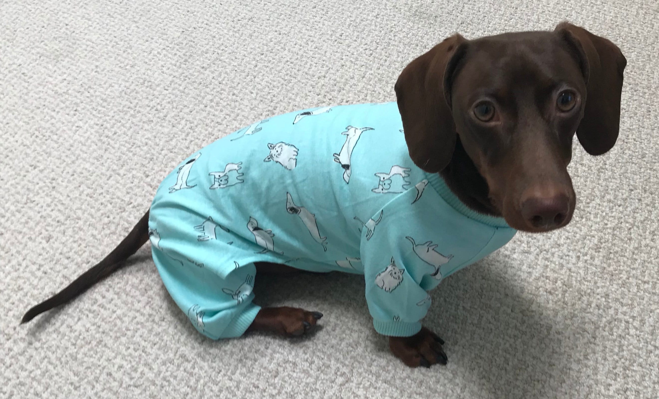 Dachshund Pajamas for Women Etsy Singapore