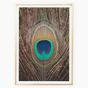 Peacock Prints Download, Peacock Feather Photos, Rustic Nature Decor Prints, Tropical Decor, Feather Wall Art, Instant Download Printable