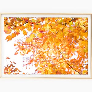 Goldene Herbstblätter Poster Download, Herbst Fotos, Herbst Drucke, Herbst Blätter Wandkunst, Thanksgiving Drucke, Großes druckbares Poster Download