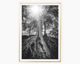 Print Download, Root Tree Medusa Tree, Greenville SC, Falls Park, South Carolina Art Print, Nature Photography, Digital Print, Printable Art