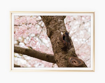 Cherry Blossom Bird Prints, Washington DC Art, Cherry Blossom Photography, DC Cherry Blossom Wall Art, Printable Photo, Instant Download