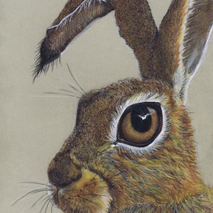 May include: A colored pencil drawing of a brown hare in profile against a light gray background. The hare has large dark eyes, long ears with black tips, and detailed fur texture. The text Happy Birthday is printed in white at the bottom.
