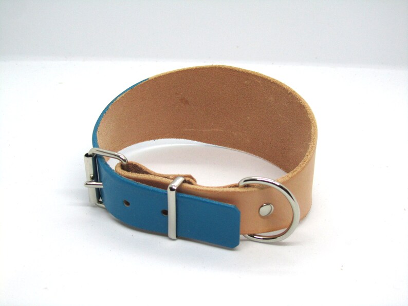 May include: A dog collar with a natural tan leather interior and a vibrant teal blue exterior. The collar features a silver-colored metal buckle and a D-ring for leash attachment. The collar is designed for comfort and durability.
