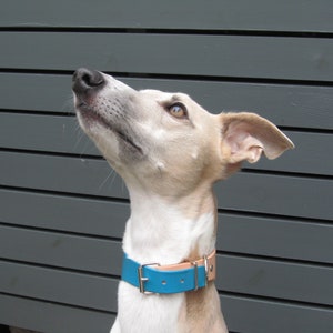May include: A light-colored dog wearing a teal blue leather collar with a silver buckle and tan leather backing. The dog is looking upwards with its ears perked. The background is a gray wooden fence.