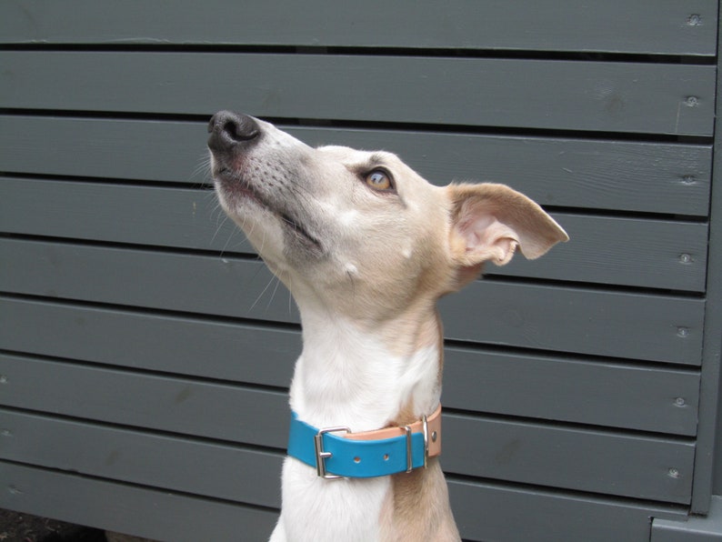 May include: A light-colored dog wearing a teal blue leather collar with a silver buckle and tan leather backing. The dog is looking upwards with its ears perked. The background is a gray wooden fence.
