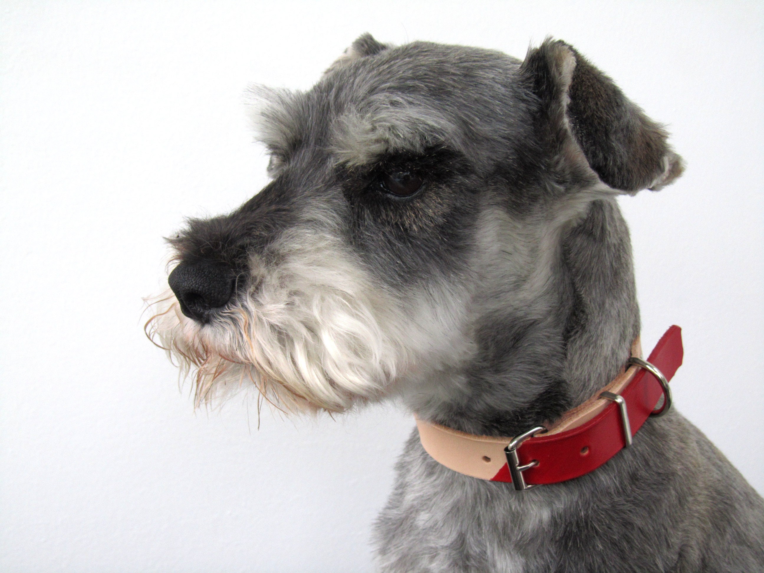 Collier Pour Chien en Cuir Personnalisé, Collier Gravé, Coloré, Sans Produits Chimiques, Cadeau Chie