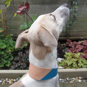 May include: A dog wearing a two-tone leather collar. The collar is tan and blue, with the word "MAYLO" embossed on the tan section. The dog is outdoors, with a garden and wooden fence in the background.