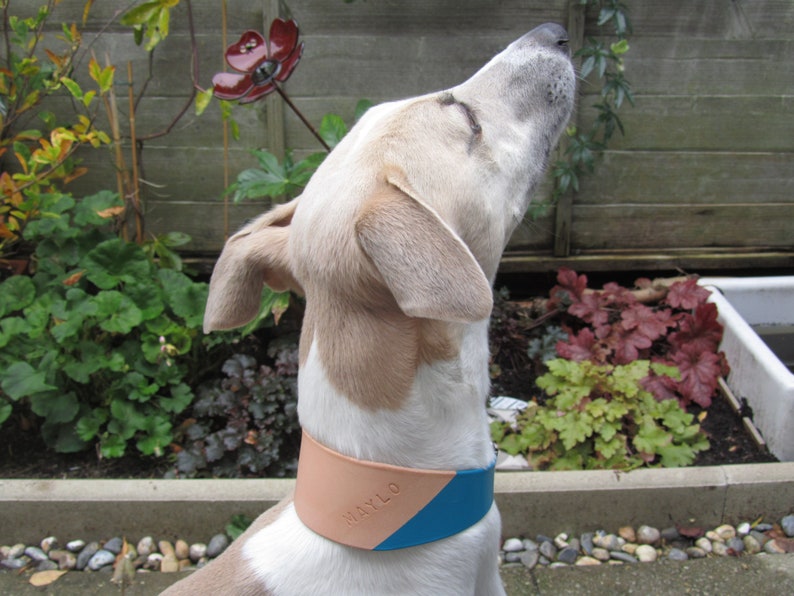 May include: A dog wearing a two-tone leather collar. The collar is tan and blue, with the word "MAYLO" embossed on the tan section. The dog is outdoors, with a garden and wooden fence in the background.