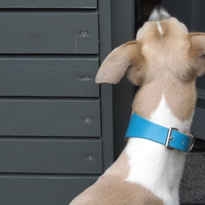 May include: A dog with tan and white fur wearing a bright blue collar with a silver buckle. The dog is looking up towards the top of the frame, with its ears perked up. The background is a gray wooden door.