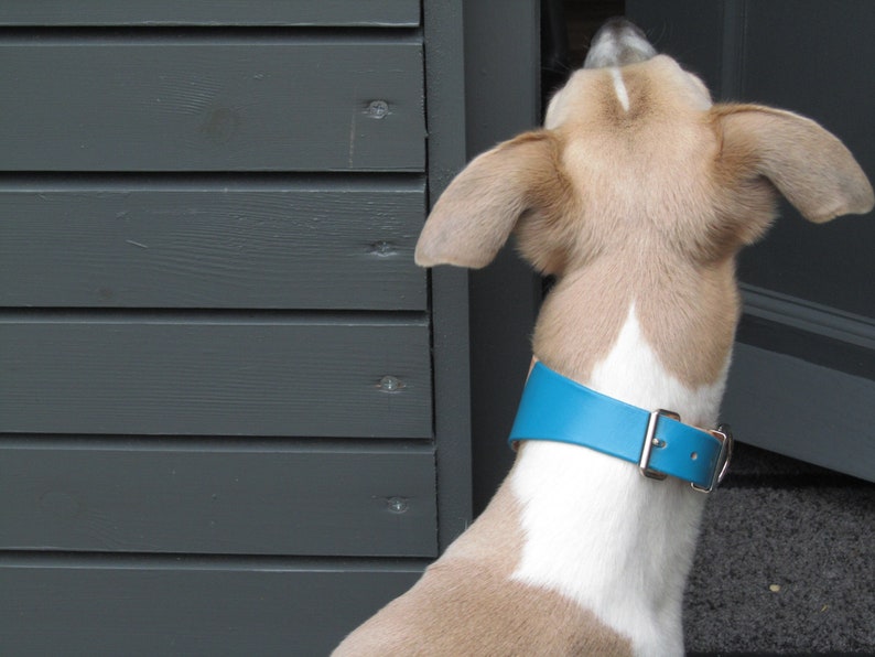 May include: A dog with tan and white fur wearing a bright blue collar with a silver buckle. The dog is looking up towards the top of the frame, with its ears perked up. The background is a gray wooden door.