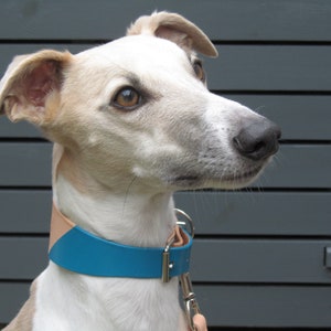 May include: A light-colored dog with a blue and tan leather collar. The dog has a black nose and brown eyes, and is looking to the right. The collar has a silver metal clasp and a matching leash.