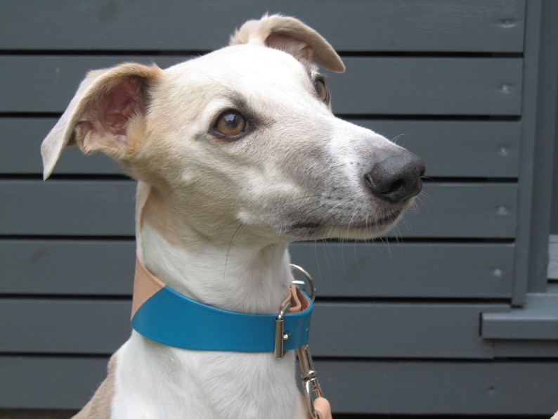 May include: A light-colored dog with a blue and tan leather collar. The dog has a black nose and brown eyes, and is looking to the right. The collar has a silver metal clasp and a matching leash.