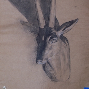 Disegno originale a carbone gazzella - 18,2" x 11,9" - 46,2 x 30,3 cm
