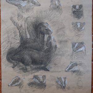 Coppia di lontre originale e disegno a carbone badgers - 19,2" x 17,1" - 49,5 x 43,5 cm