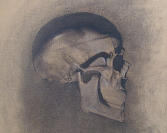 Disegno originale a carboncino del teschio – Arte anatomica (13 x 12,3")