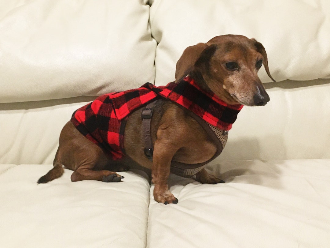 Belly Band for Potty Training Dogs and Puppies Etsy