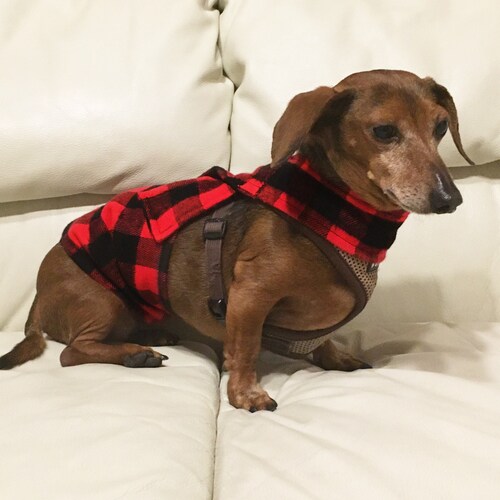 Belly Band for Potty Training Dogs and Puppies Etsy