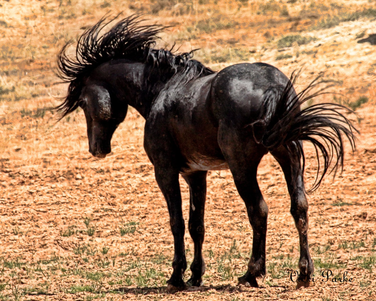 Дикая лошадь из азии 5 букв сканворд. Дикий черный Мустанг лошадь. Великолепные лошади черные. Черный конь хвост.