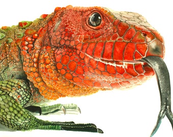 Caiman Lizard Watercolor Print